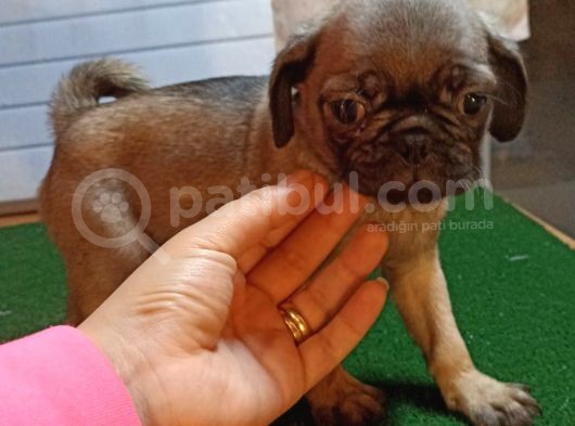Safkan Pug Mops Bebekler görsel
