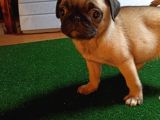 Safkan pug mops bebekler