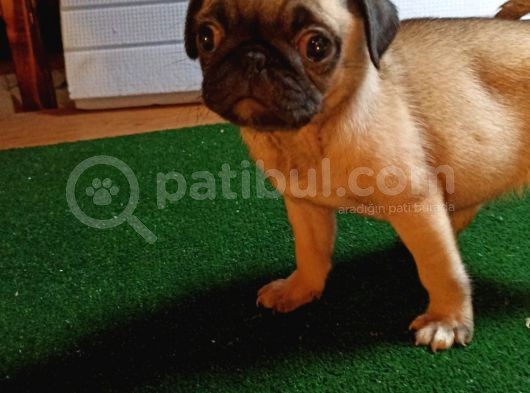Safkan Pug Mops Bebekler