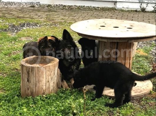 Scr Li Muhteşem Yavrular görsel