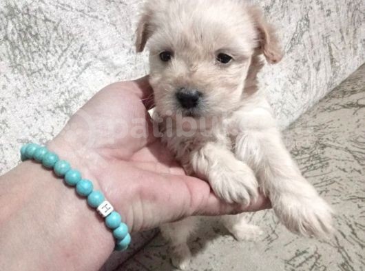 Hari̇ka Son Kalan Erkek Malti̇poo Yavrular