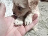 Hari̇ka Son Kalan Erkek Malti̇poo Yavrular