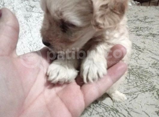Hari̇ka Son Kalan Erkek Malti̇poo Yavrular görsel
