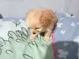 Hari̇ka Son Kalan Erkek Malti̇poo Yavrular