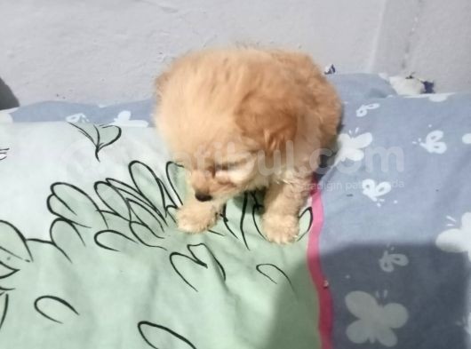 Hari̇ka Son Kalan Erkek Malti̇poo Yavrular görsel