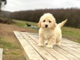 Poodle ayarında F1 Maltipoo erkek yavrumuz