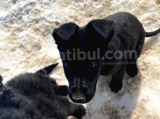 Scr Li Solid Black Muhteşem Kurtlar görsel