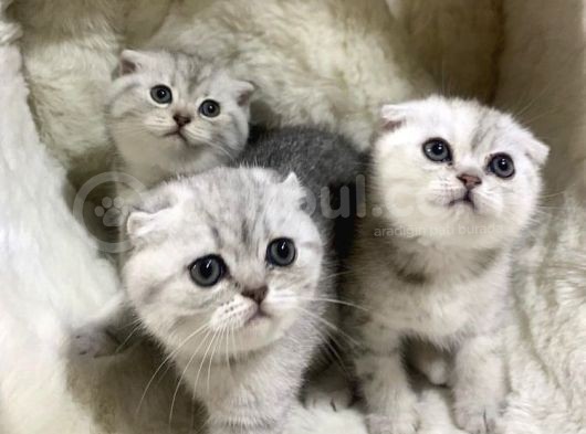 Vonalpet Garanti̇si̇yle Mükemmel Kali̇tede Scotti̇sh Fold  Yavrularimiz
