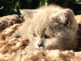 VONALPET GARANTİSİYLE MÜKEMMEL KALİTEDE BRİTİSH SHORTHAİR YAVRULARIMIZ