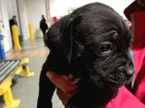 Safkan Cane Corso Muhteşem Bebekler
