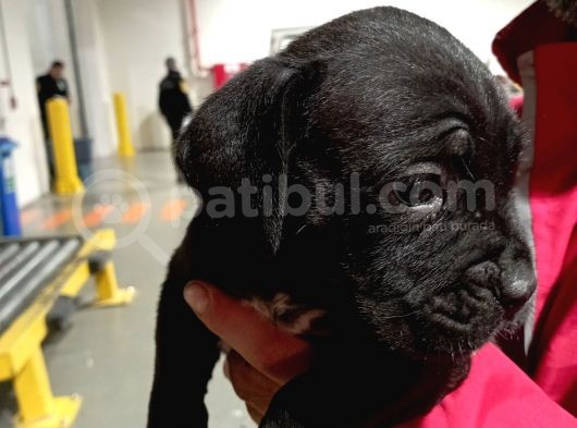 Safkan Cane Corso Muhteşem Bebekler görsel