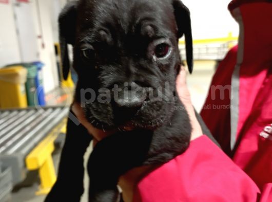 Safkan Cane Corso Muhteşem Bebekler görsel