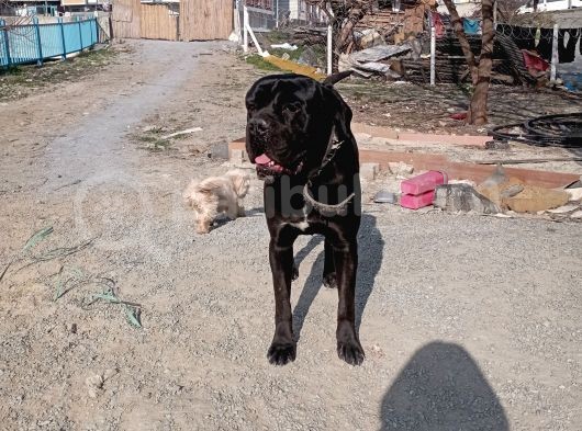 Safkan Cane Corso Muhteşem Bebekler görsel