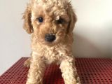Apricot Poodle Yavrumuz
