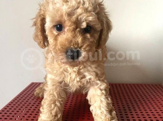 Apricot Poodle Yavrumuz görsel