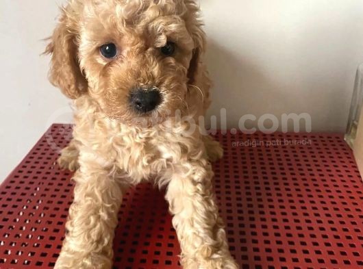 Apricot Poodle Yavrumuz