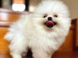 Haftasonu Fırsatı! Pomeranian Boo Yavrumuz