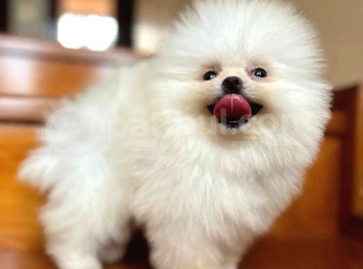 Haftasonu Fırsatı! Pomeranian Boo Yavrumuz görsel