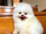 Haftasonu Fırsatı! Pomeranian Boo Yavrumuz