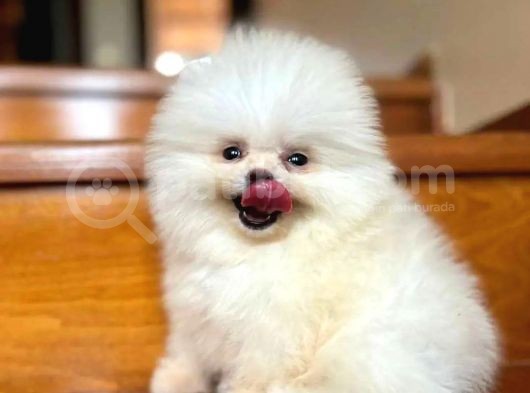 Haftasonu Fırsatı! Pomeranian Boo Yavrumuz görsel