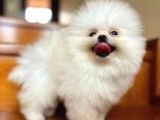 Haftasonu fırsatı! Pomeranian BOO yavrumuz