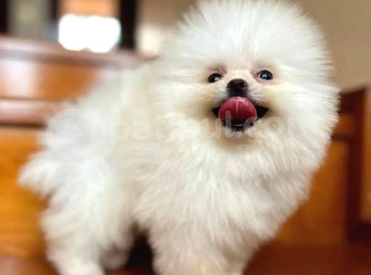 Haftasonu Fırsatı! Pomeranian Boo Yavrumuz