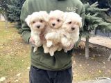 Vonalpet Garanti̇si̇yle Mükemmel Kali̇tede Maltese Terri̇er Yavrularimiz