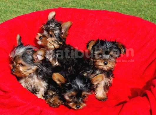 Vonalpet Garanti̇si̇yle Mükemmel Kali̇tede Yorkshi̇re Terri̇er  Yavrularimiz