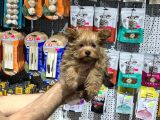 Vonalpet Garanti̇si̇yle Mükemmel Kali̇tede Yorkshi̇re Terri̇er  Yavrularimiz
