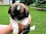Vonalpet Garanti̇si̇yle Mükemmel Kali̇tede Shi̇h Tzu   Yavrularimiz