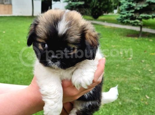 Vonalpet Garanti̇si̇yle Mükemmel Kali̇tede Shi̇h Tzu   Yavrularimiz görsel