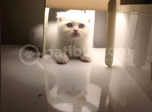 Vonalpet Garanti̇si̇yle Mükemmel Kali̇tede Scotti̇sh Fold  Yavrularimiz görsel