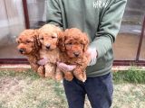 Vonalpet Garanti̇si̇yle Mükemmel Kali̇tede Poodle Yavrularimiz