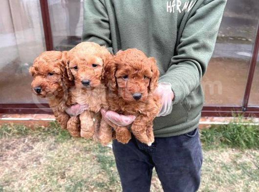 Vonalpet Garanti̇si̇yle Mükemmel Kali̇tede Poodle Yavrularimiz görsel