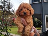 Vonalpet Garanti̇si̇yle Mükemmel Kali̇tede Poodle Yavrularimiz