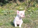 VONALPET GARANTİSİYLE MÜKEMMEL KALİTEDE FRENCH BULLDOG   YAVRULARIMIZ