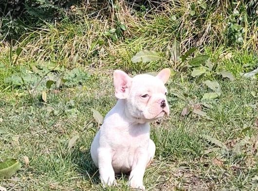 Vonalpet Garanti̇si̇yle Mükemmel Kali̇tede French Bulldog   Yavrularimiz
