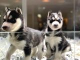 VONALPET GARANTİSİYLE MÜKEMMEL KALİTEDE SİBİRYA KURDU (HUSKY)  YAVRULARIMIZ