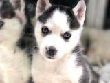 Vonalpet Garanti̇si̇yle Mükemmel Kali̇tede Si̇bi̇rya Kurdu (Husky)  Yavrularimiz