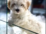 Vonalpet Garanti̇si̇yle Mükemmel Kali̇tede Maltese Terri̇er Yavrularimiz