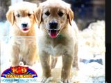 Vonalpet Garanti̇si̇yle Mükemmel Kali̇tede Golden Retri̇ever  Yavrularimiz