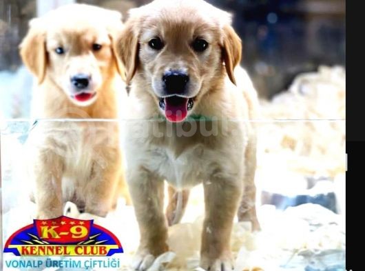 Vonalpet Garanti̇si̇yle Mükemmel Kali̇tede Golden Retri̇ever  Yavrularimiz görsel