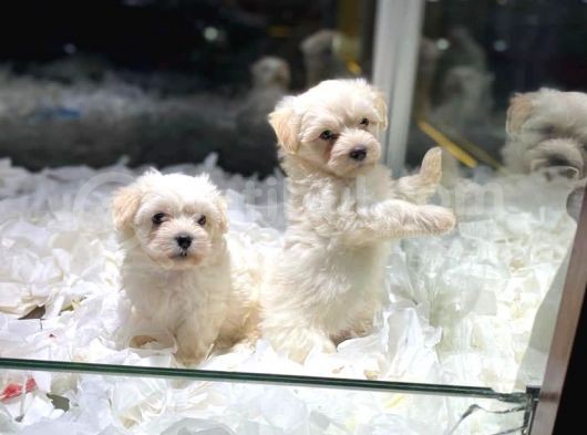 Vonalpet Garanti̇si̇yle Mükemmel Kali̇tede Malti̇poo  Yavrularimiz görsel