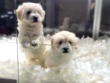 VONALPET GARANTİSİYLE MÜKEMMEL KALİTEDE MALTİPOO  YAVRULARIMIZ