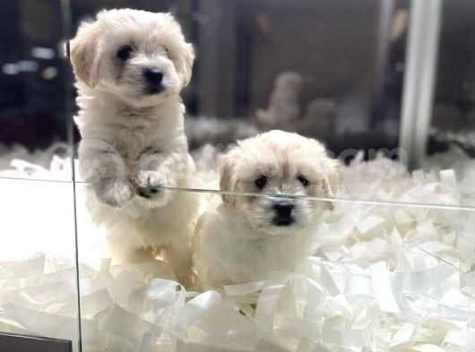 Vonalpet Garanti̇si̇yle Mükemmel Kali̇tede Malti̇poo  Yavrularimiz