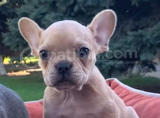 Vonalpet Garanti̇si̇yle Mükemmel Kali̇tede French Bulldog   Yavrularimiz görsel