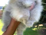 VONALPET GARANTİSİYLE MÜKEMMEL KALİTEDE POMERİAN BOO  YAVRULARIMIZ