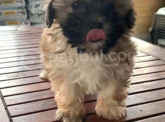 VONALPET GARANTİSİYLE MÜKEMMEL KALİTEDE MORKİE  YAVRULARIMIZ