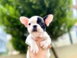 Çok Sevimli French Bulldog Bebeklerimiz