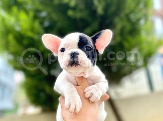 Çok Sevimli French Bulldog Bebeklerimiz